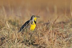 Western Meadowlark